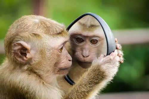 обезьяна, обезьянка, мартышка, зеркало, животные, отражение, зеленые, бежевые