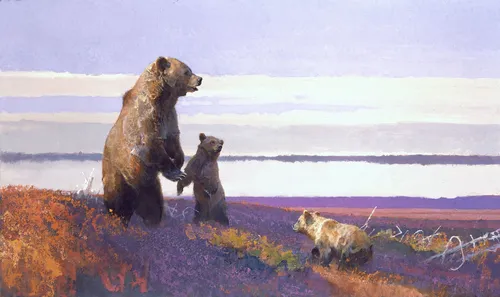 медведи, поле, животные, хищник, фиолетовые, коричневые